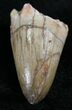 Cretaceous Fossil Crocodile Tooth - Morocco #25961-1